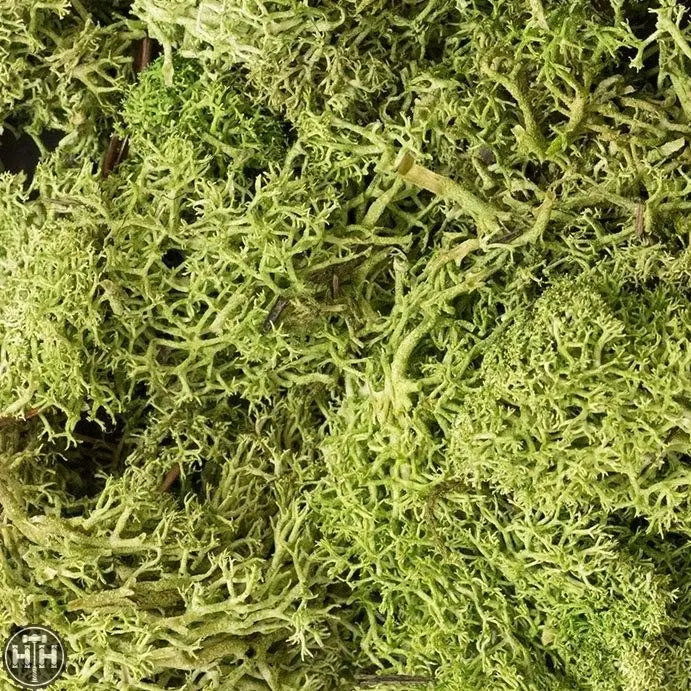 785-162  -  Lichen light green  1.5qt main image 1