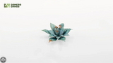 GamersGrass Laser Plants - Blue Agave GamersGrass