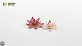 GamersGrass Laser Plants - Lotus Flower GamersGrass