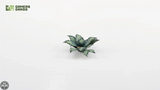 GamersGrass Laser Plants - Blue Agave GamersGrass