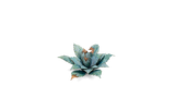 GamersGrass Laser Plants - Blue Agave GamersGrass