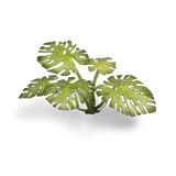 GamersGrass Laser Plants - Monstera GamersGrass