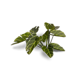 GamersGrass Laser Plants - Elephant Ear GamersGrass