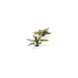 GamersGrass Laser Plants - Plantain Lily GamersGrass