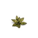 GamersGrass Laser Plants - Dumb Cane GamersGrass