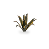 GamersGrass Laser Plants - Agave GamersGrass