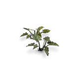 GamersGrass Laser Plants - Lords-and-Ladies GamersGrass