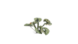 GamersGrass Laser Plants - Bugloss GamersGrass