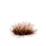 GamersGrass Cherry Blossom Flowers GamersGrass