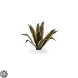 Laser Plants - Agave Laser Plants Gamers Grass 