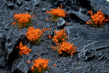 Orange Flowers Flowers Gamers Grass 
